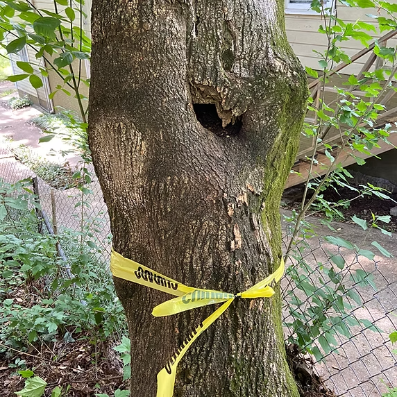 Tree trunk with a hollow cavity, wrapped in yellow caution tape near a chain-link fence.