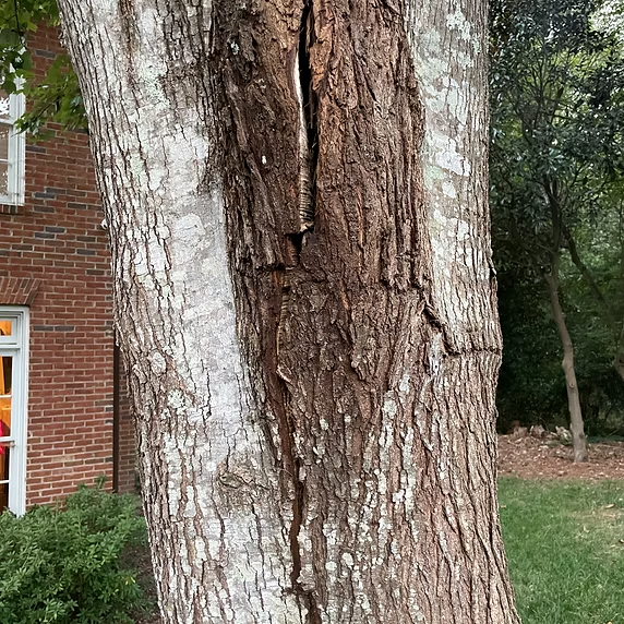 Close-up of a large split tree trunk beside a brick house and green lawn