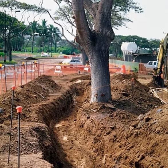 Trench dug around a large tree near orange construction fencing and soil piles in a park-like area