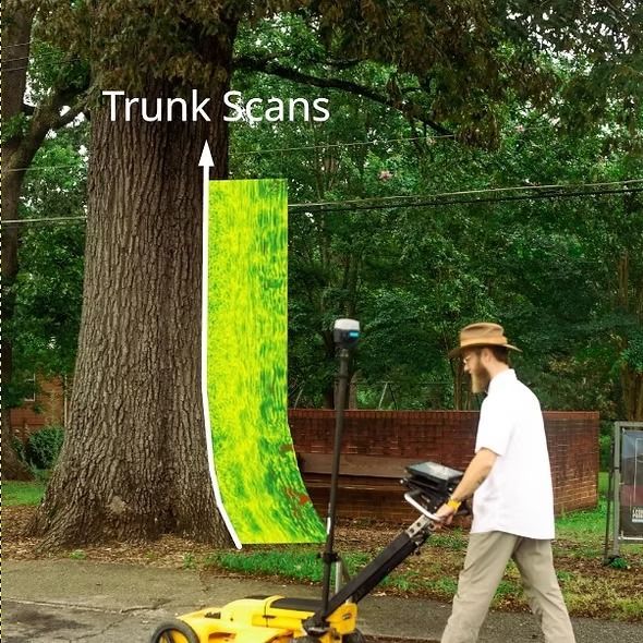 Person operating a scan device beside a tree trunk with a green highlighted trunk scan overlay in a park