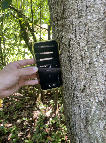 Hand holding a smartphone near a tree trunk in a wooded area