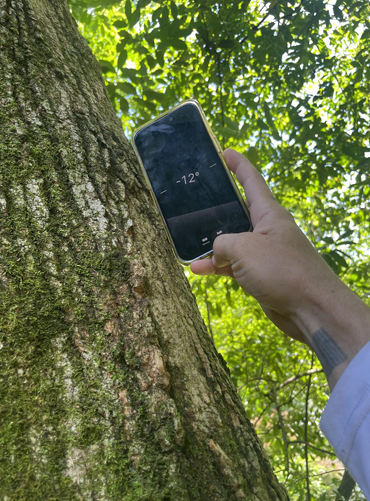 Hand holding a smartphone beside a tree trunk under green leaves outdoors