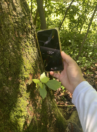 Hand holding a phone with 20° on screen beside a mossy tree in a sunlit forest