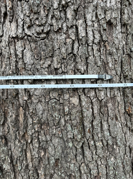 Close-up of a tree trunk with two light blue measuring bands wrapped around it