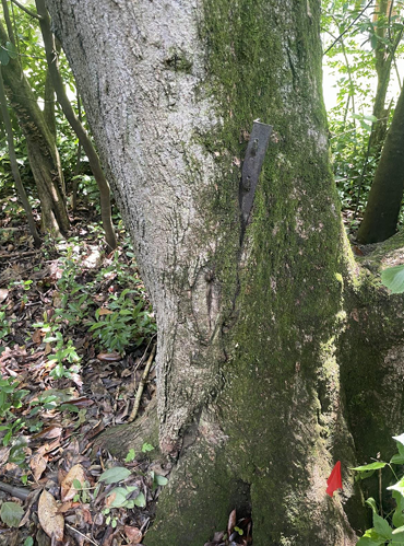 Tree trunk in a wooded area with a dark wooden stake or tool attached to the bark.