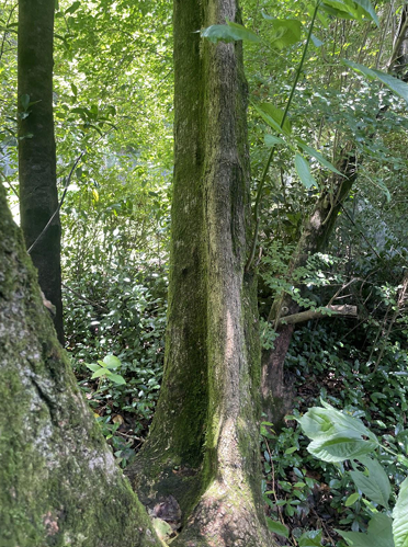 Mossy tree trunks in a dense green forest clearing