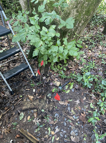 Small green plant at the base of a tree beside a metal ladder, with red markers in the soil.