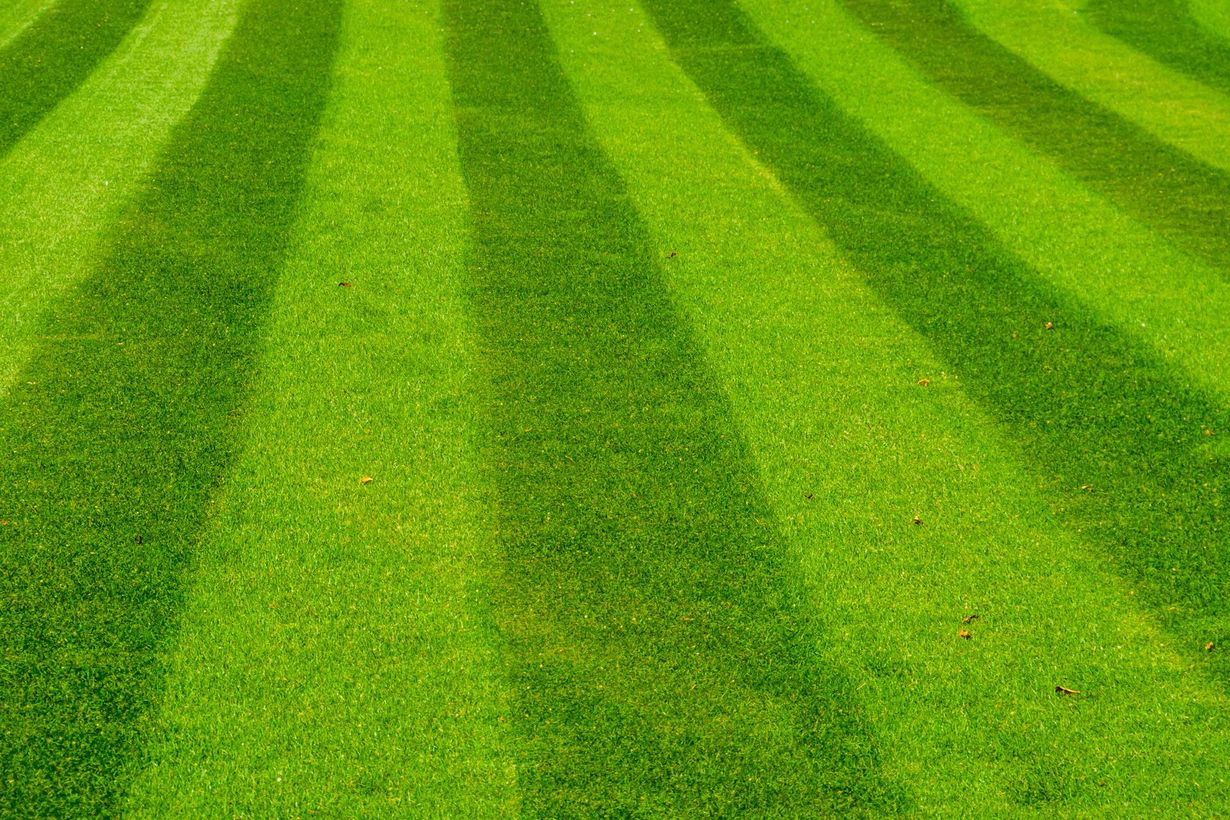 Green striped grass lawn viewed from above