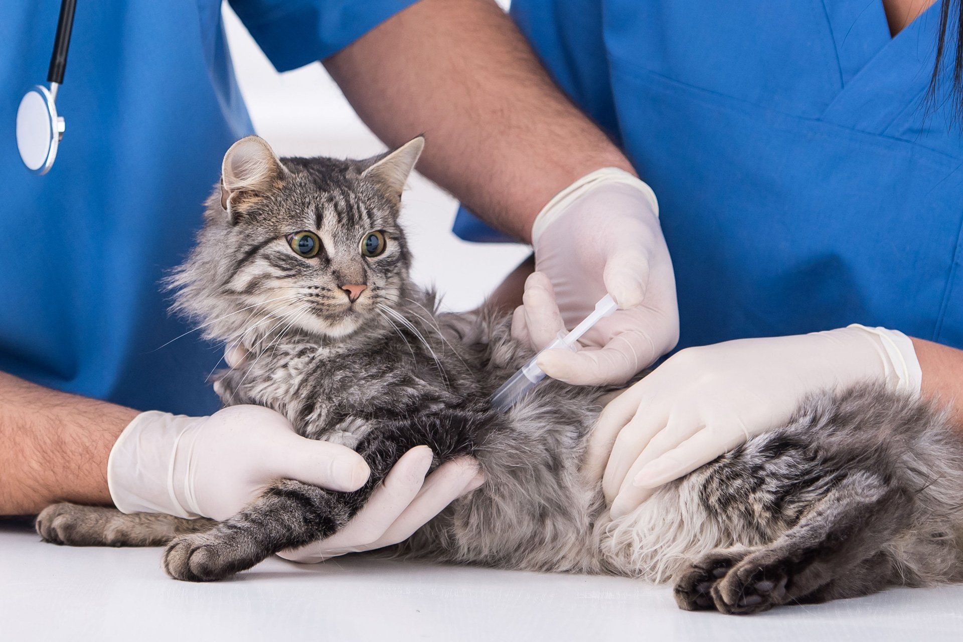Cat after being neutered