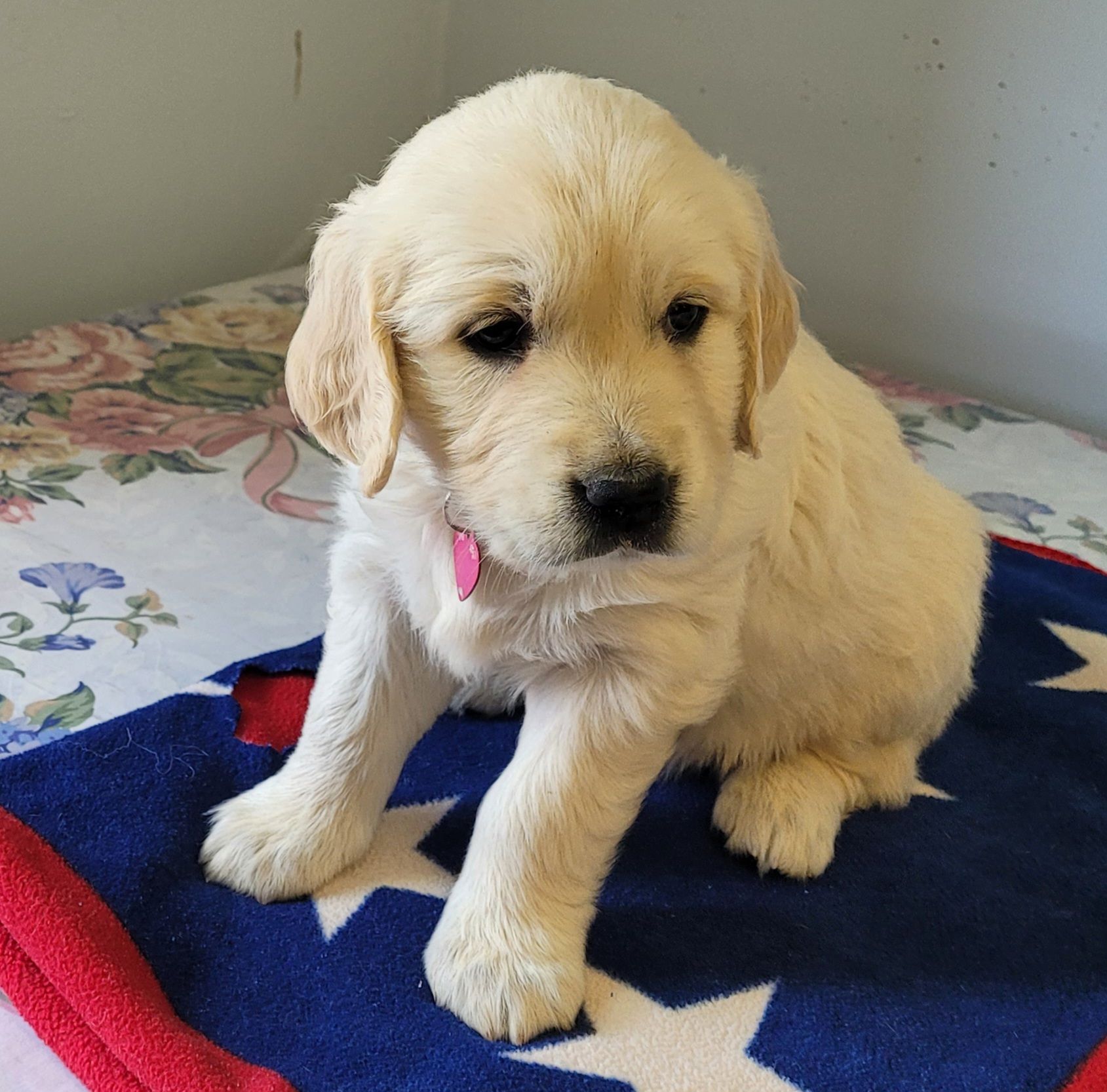 Cream-colored puppy sitting on a floral blanket, wearing a pink collar and looking at the camera.