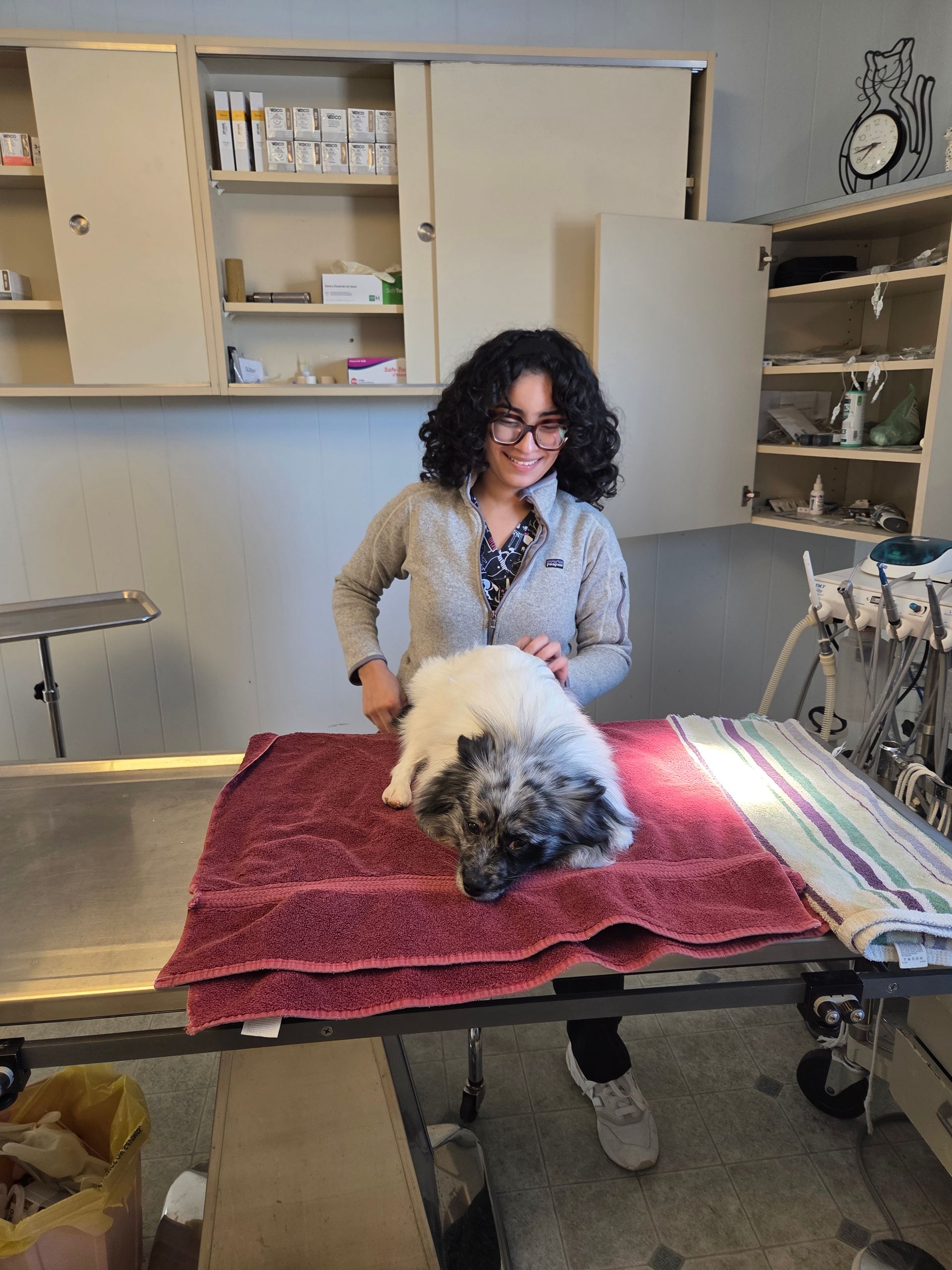 Person grooming a small white-and-brown dog on a table in a pet salon with shelves and tools.
