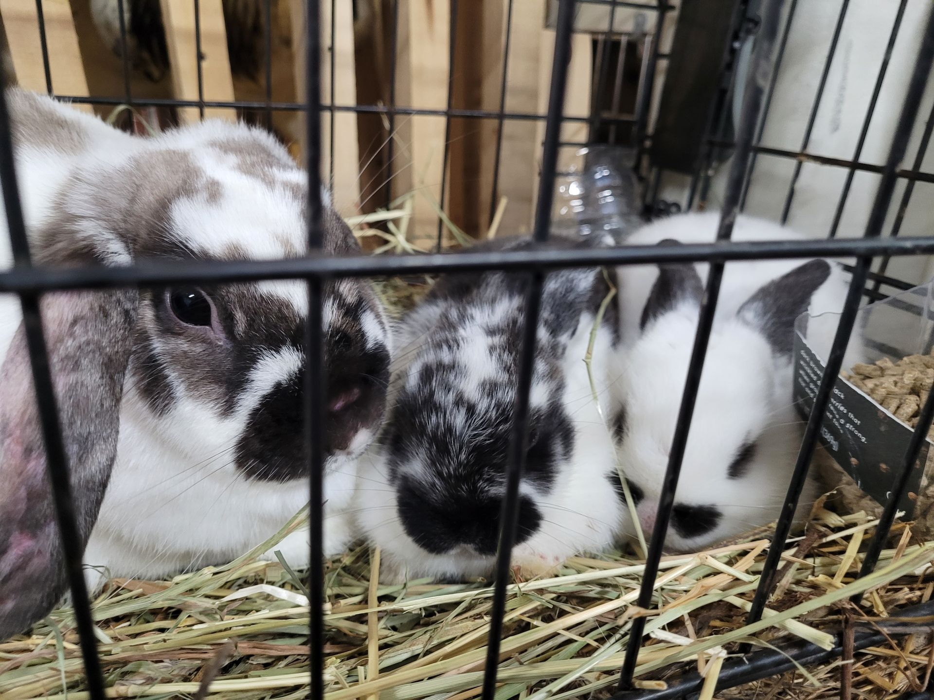 Three baby rabbits in a wire cage, nestled together on straw.