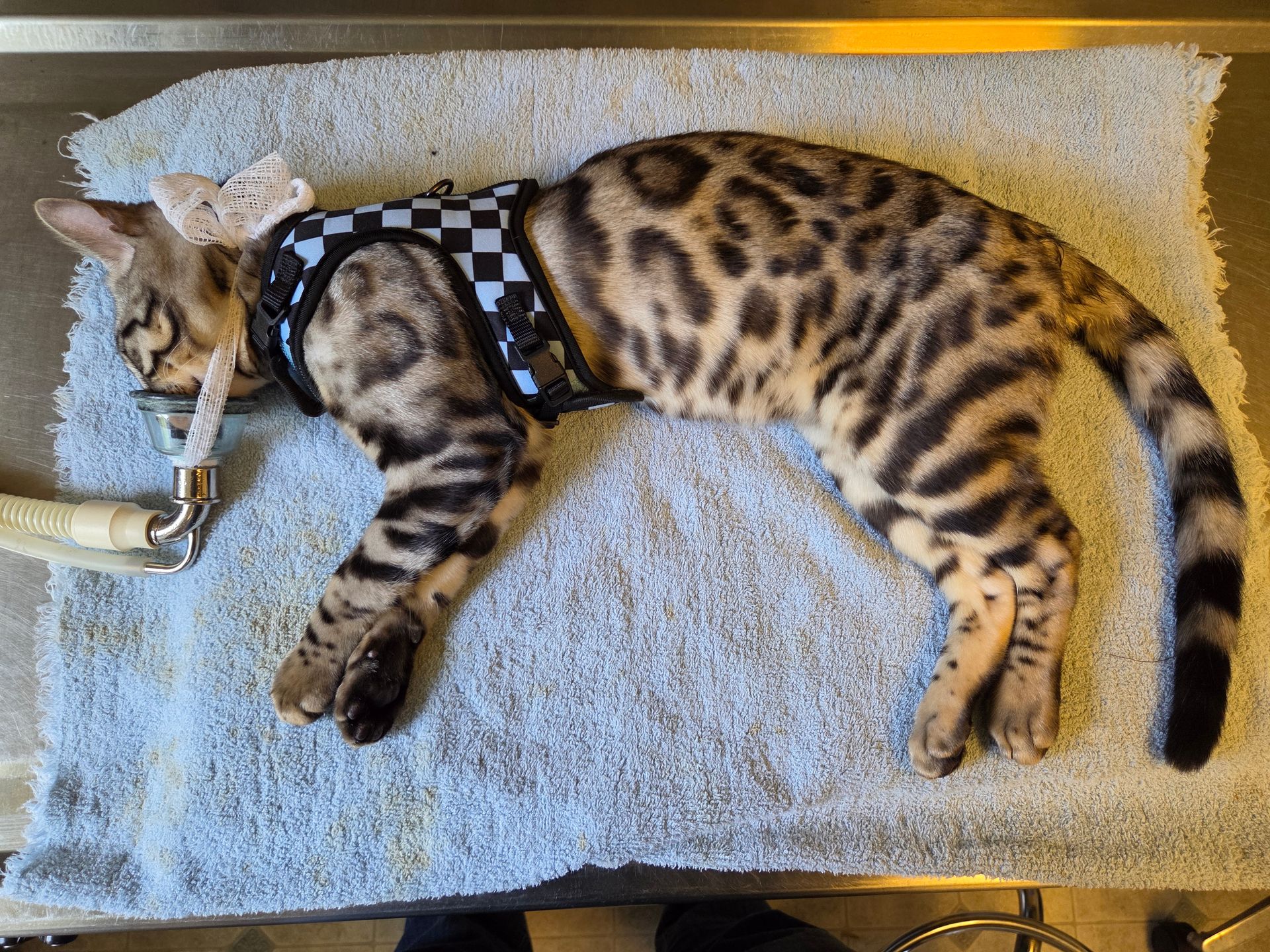 Spotted cat wearing a harness, lying on a carpeted floor with its tail curled.