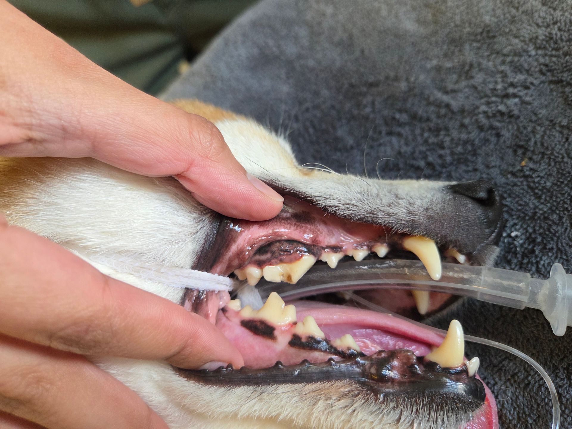 Dog’s mouth being held open, showing teeth and a syringe near the gums.