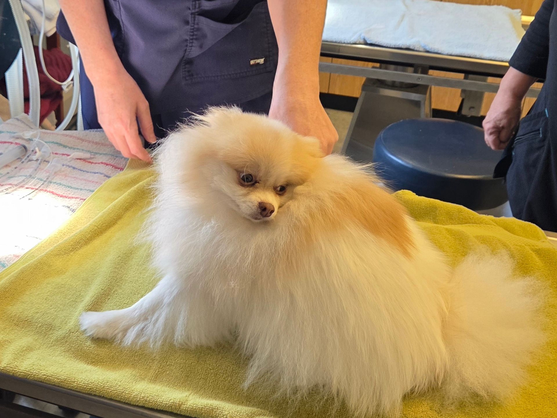 Fluffy white Pomeranian on a yellow towel, being groomed on a table with people nearby