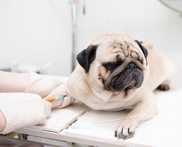 Pug visiting a vet