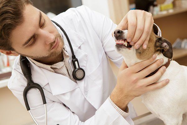 Dog dentistry