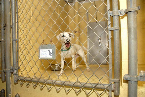 Dog inside boarding