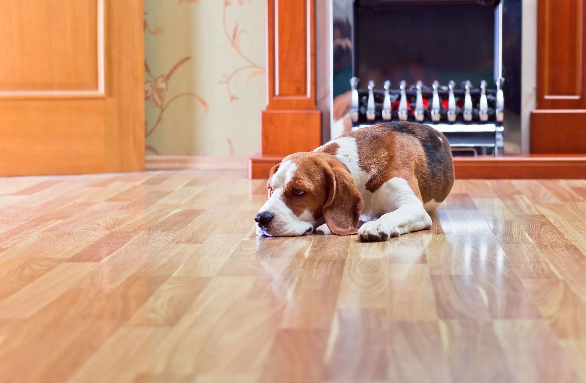 A beagle dog is laying on a wooden floor in front of a fireplace.