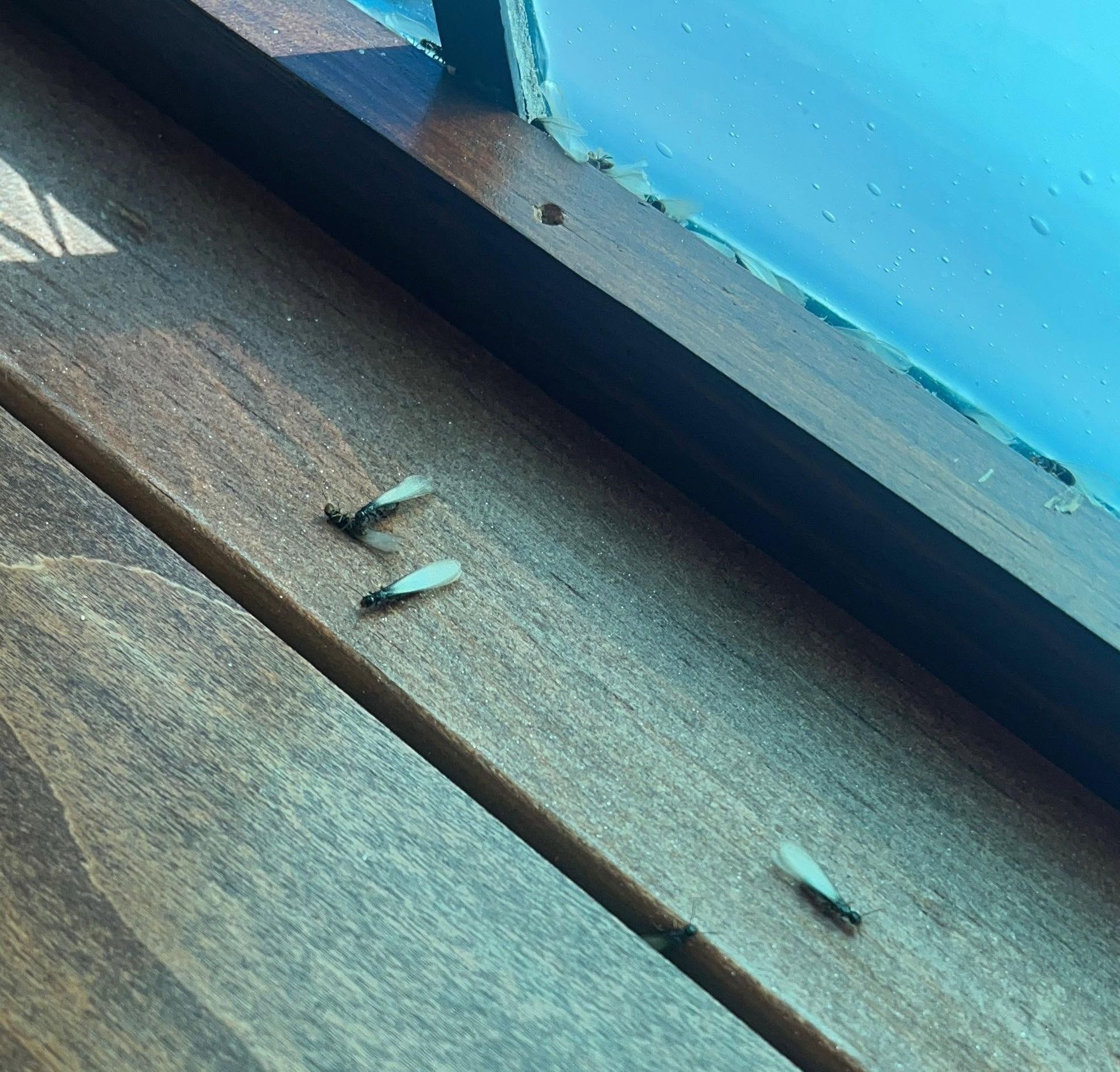Three small white insect larvae on a wooden floor beside a blue wall trim.