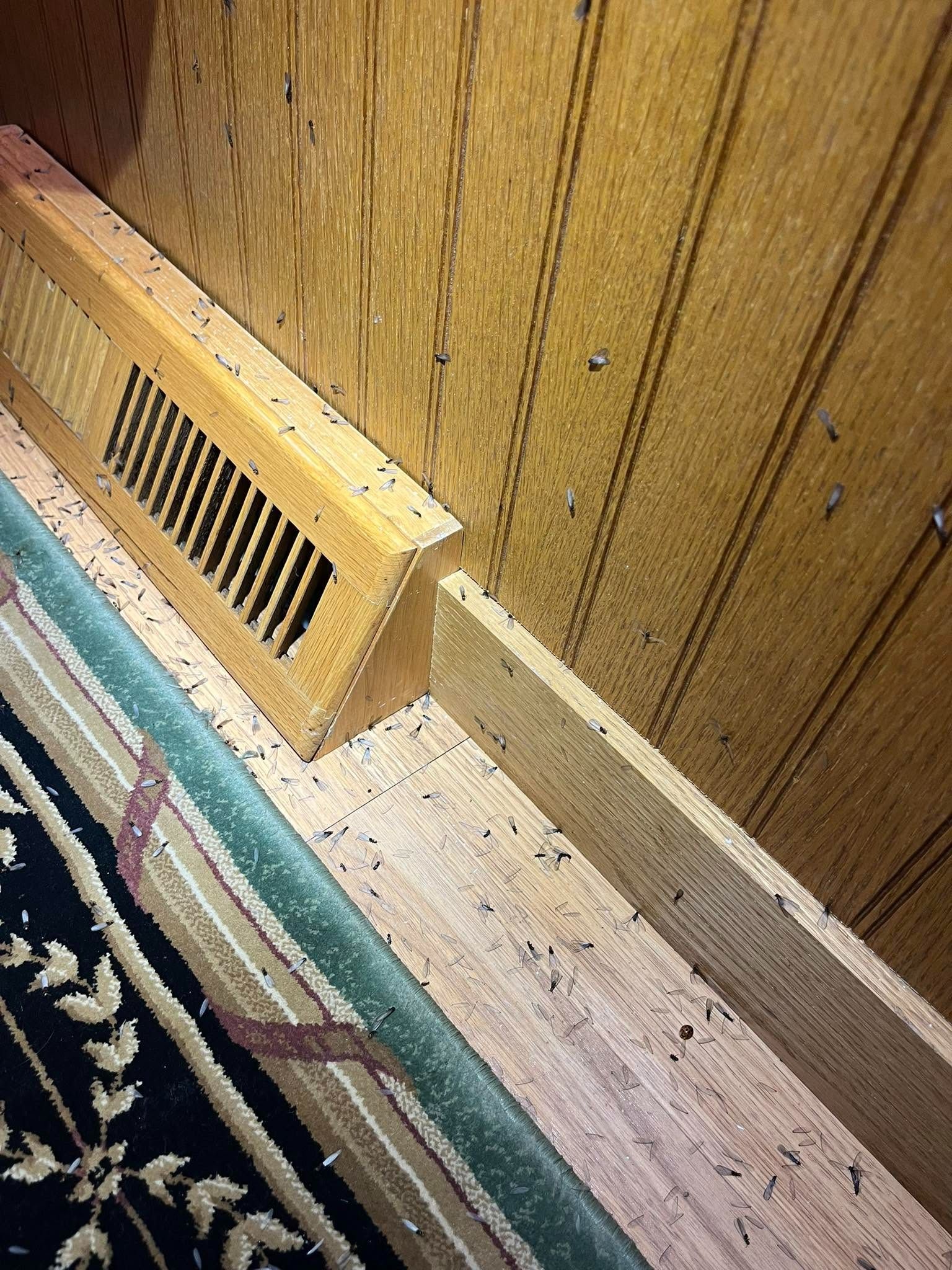 Wood-paneled wall with floor vent, baseboard trim, and patterned carpet edge.