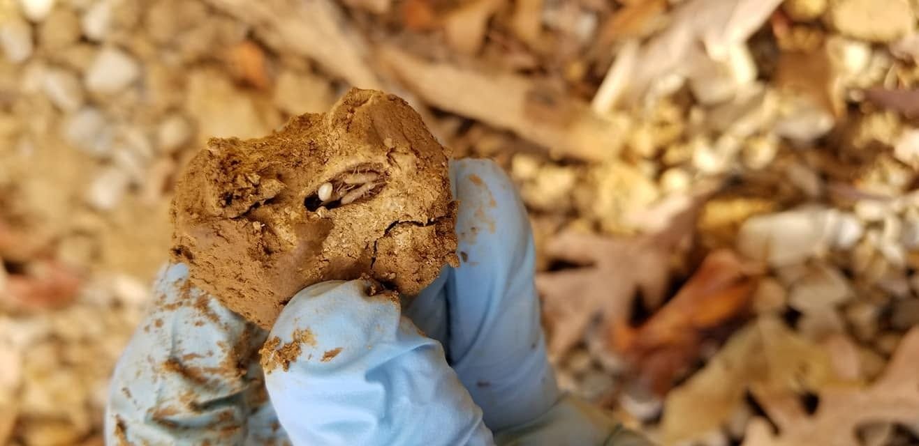 Gloved hand holding a small brown frog with closed eyes on wood chips