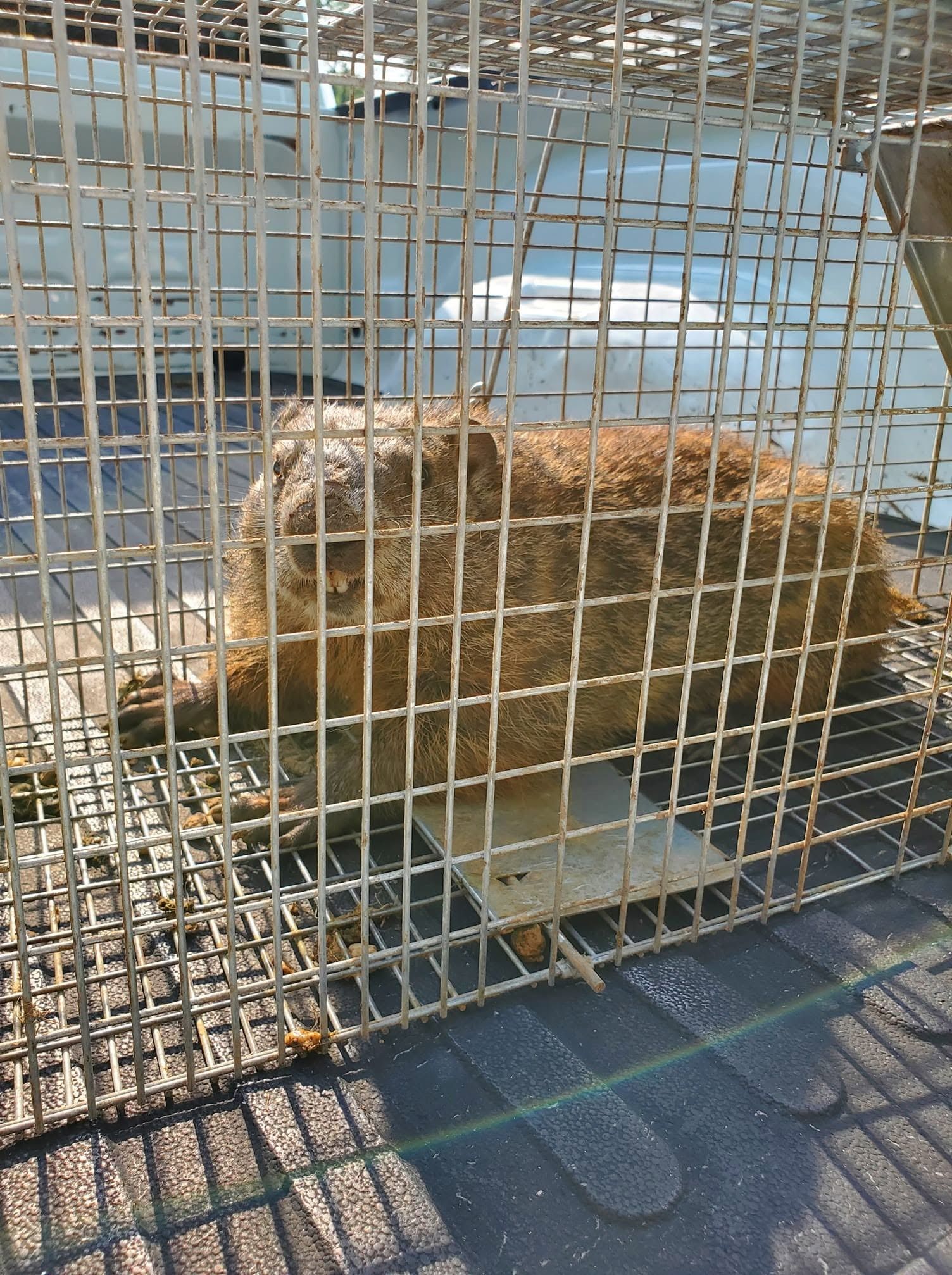 Small brown rabbit sitting in a wire cage on a sunlit surface