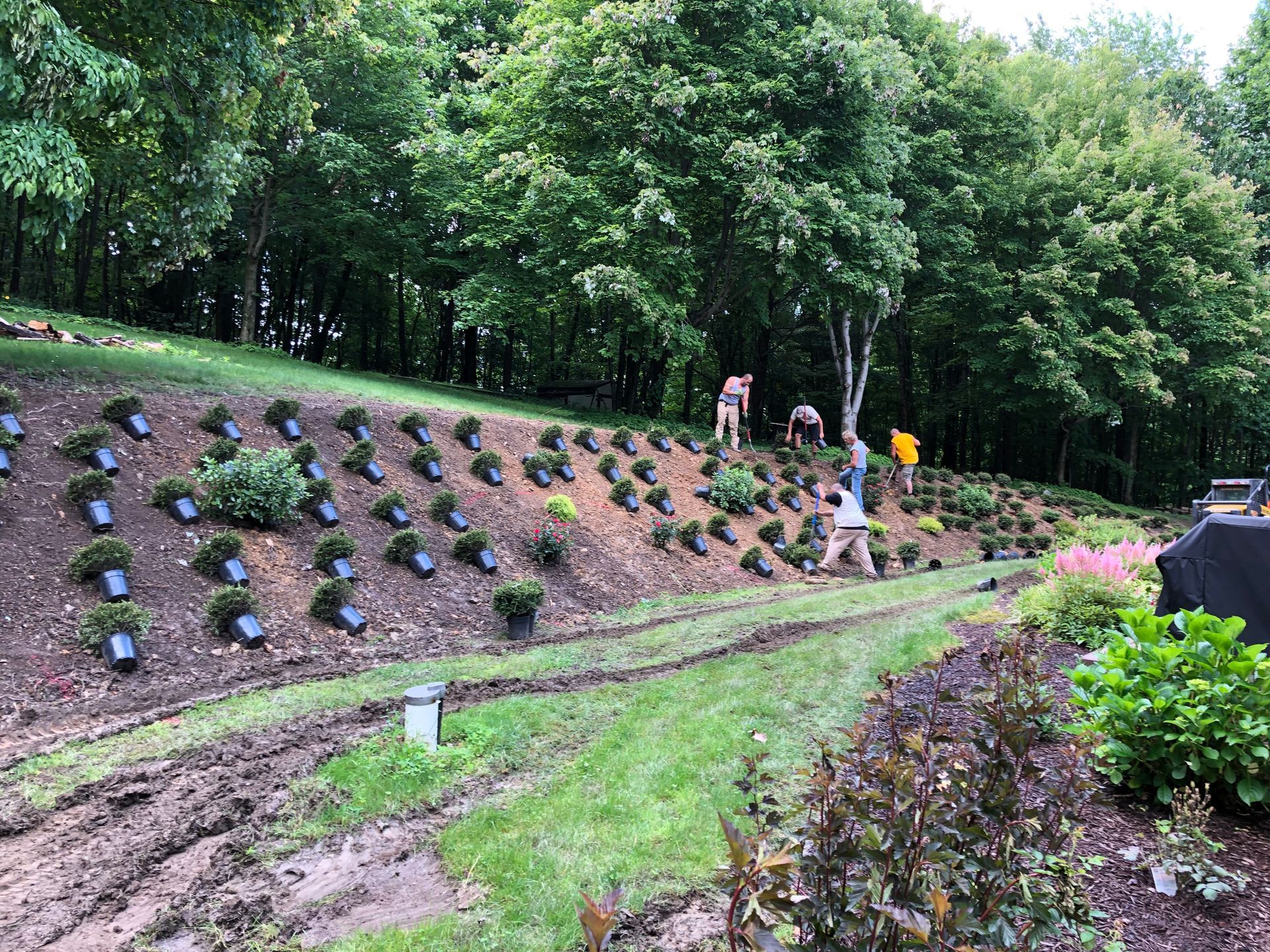 A group of people are working on a hillside filled with lots of plants.