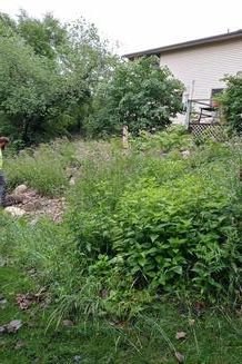 A person stands at the edge of a backyard filled with overgrown weeds and patches of tall green plants near a house.