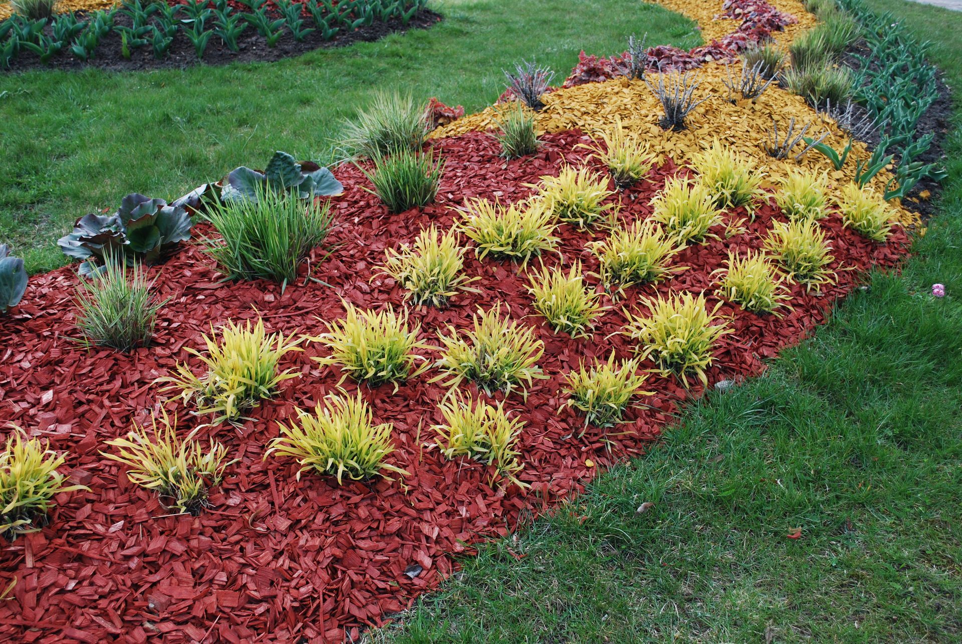 A garden bed with bright red mulch, yellow ornamental grasses, and small shrubs bordering a green lawn.