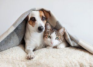 Dog and cat in blanket
