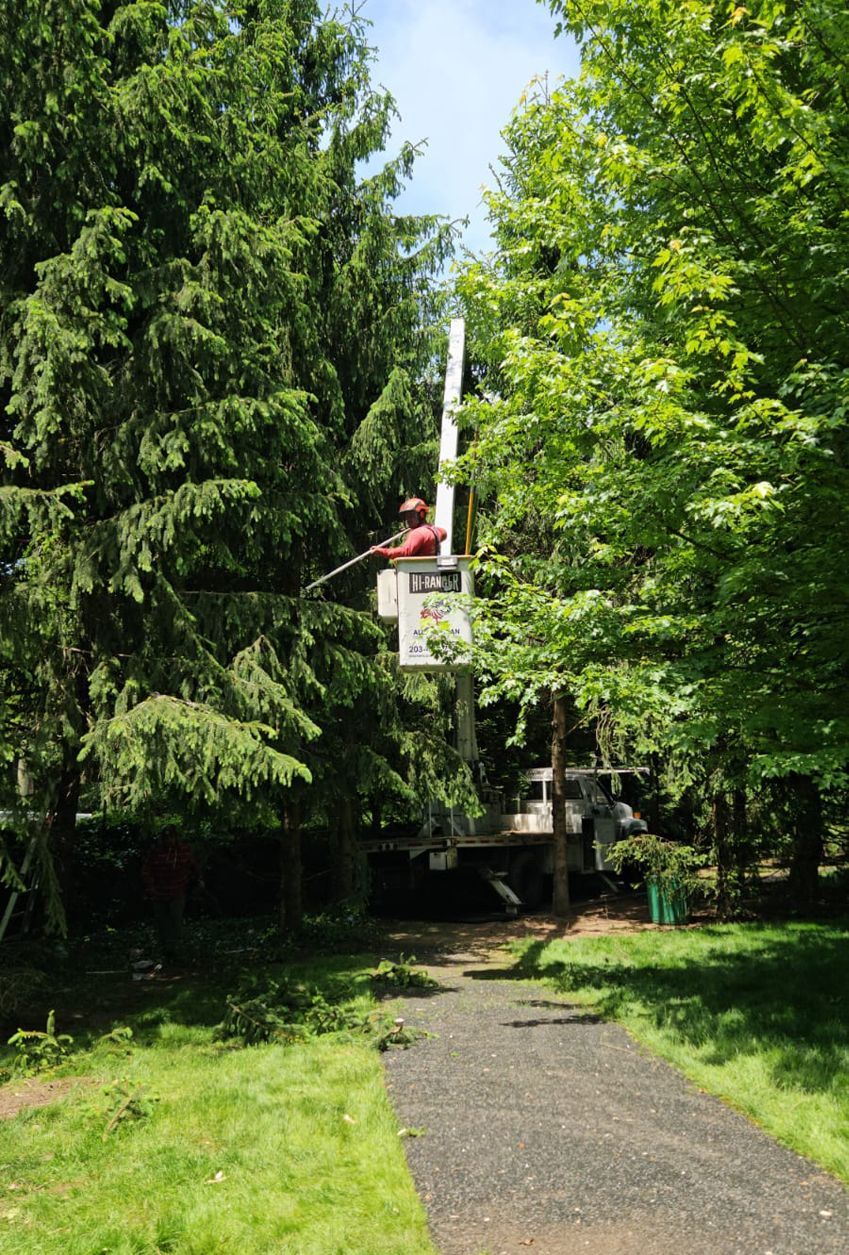 A man in a bucket truck is cutting a tree.