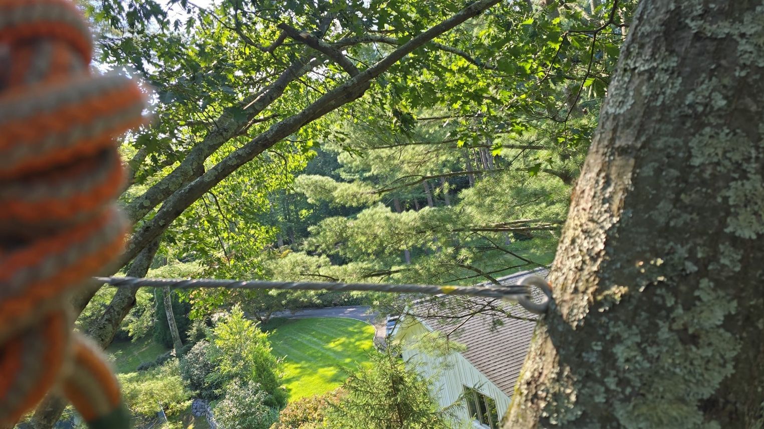 A person is climbing a tree with a rope attached to it.