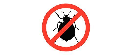 No bedbugs