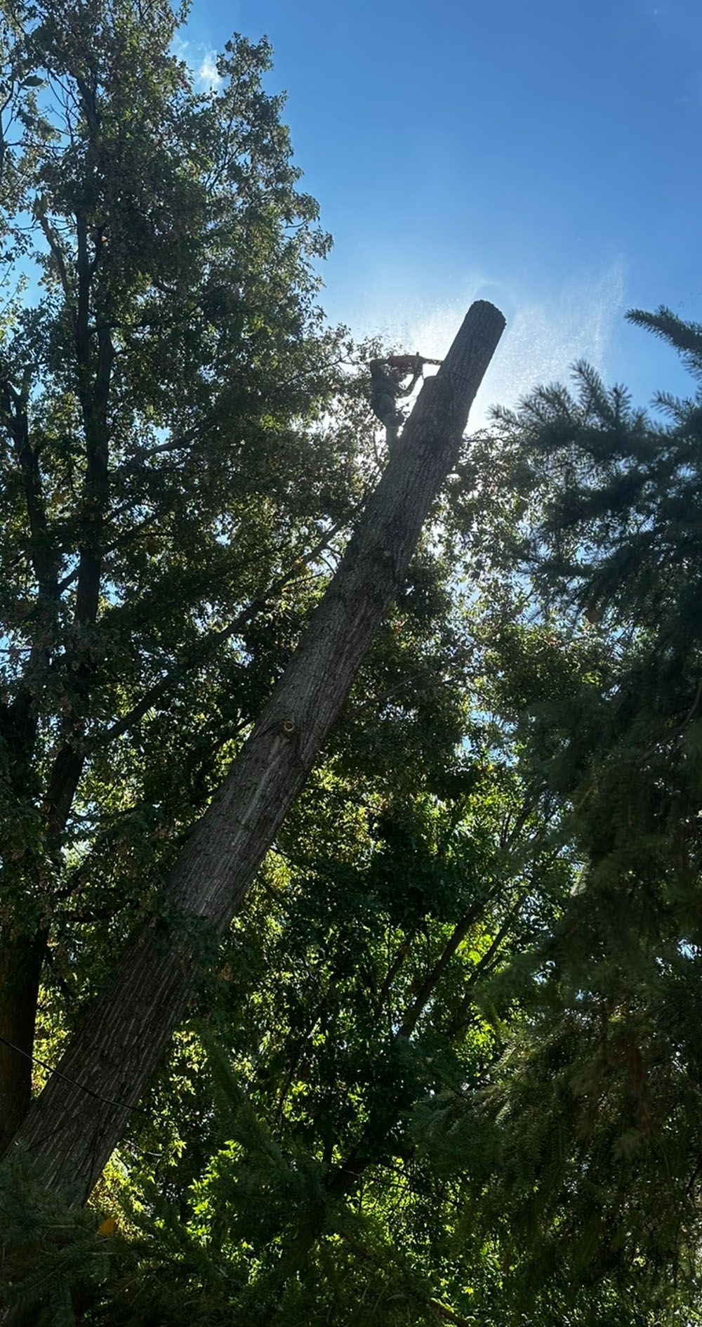 Tall tree trunk reaching into a sunlit blue sky, surrounded by dense green forest canopy.