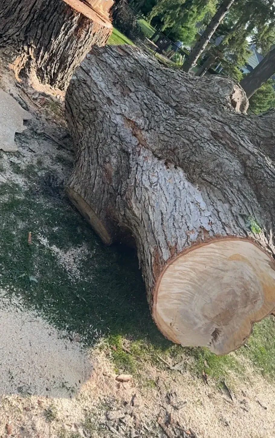 Large fallen tree trunk in a wooded area, with cut end visible on the ground.