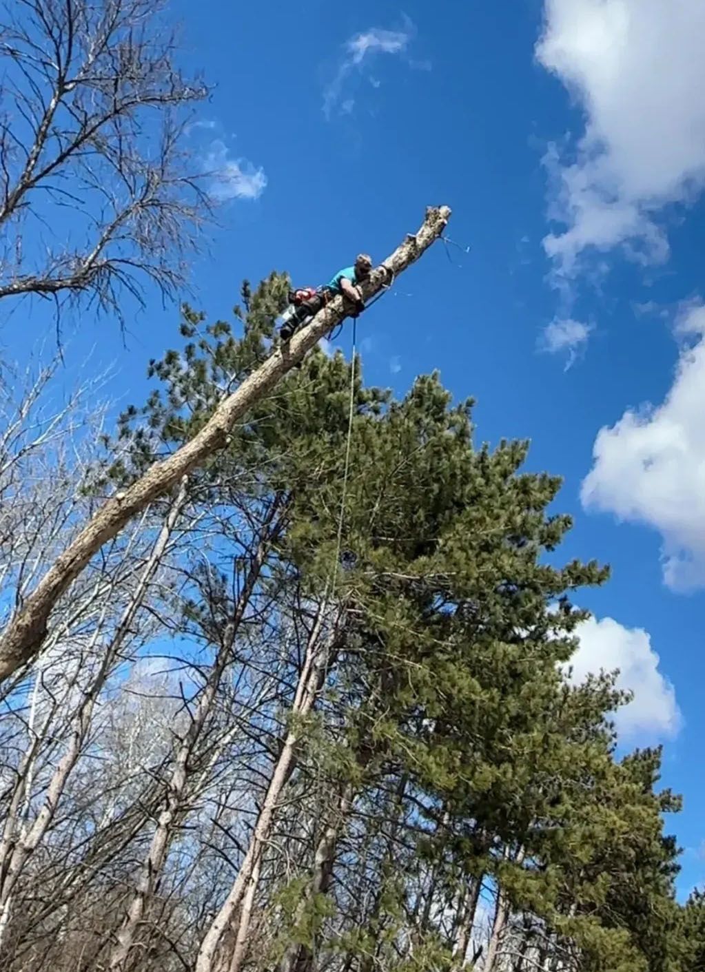 Tall pine trees against a bright blue sky with scattered clouds, one bare tree leaning in the foreground