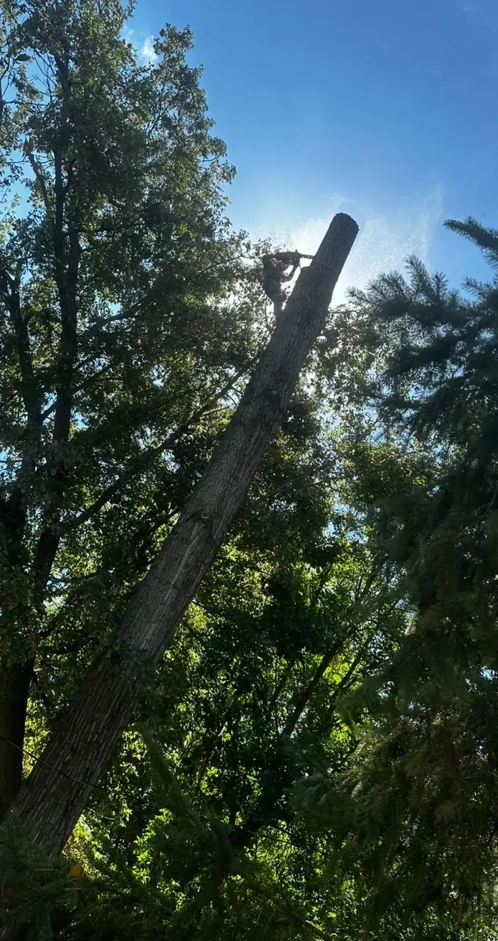 Tall tree trunk leaning among green foliage under a blue sky