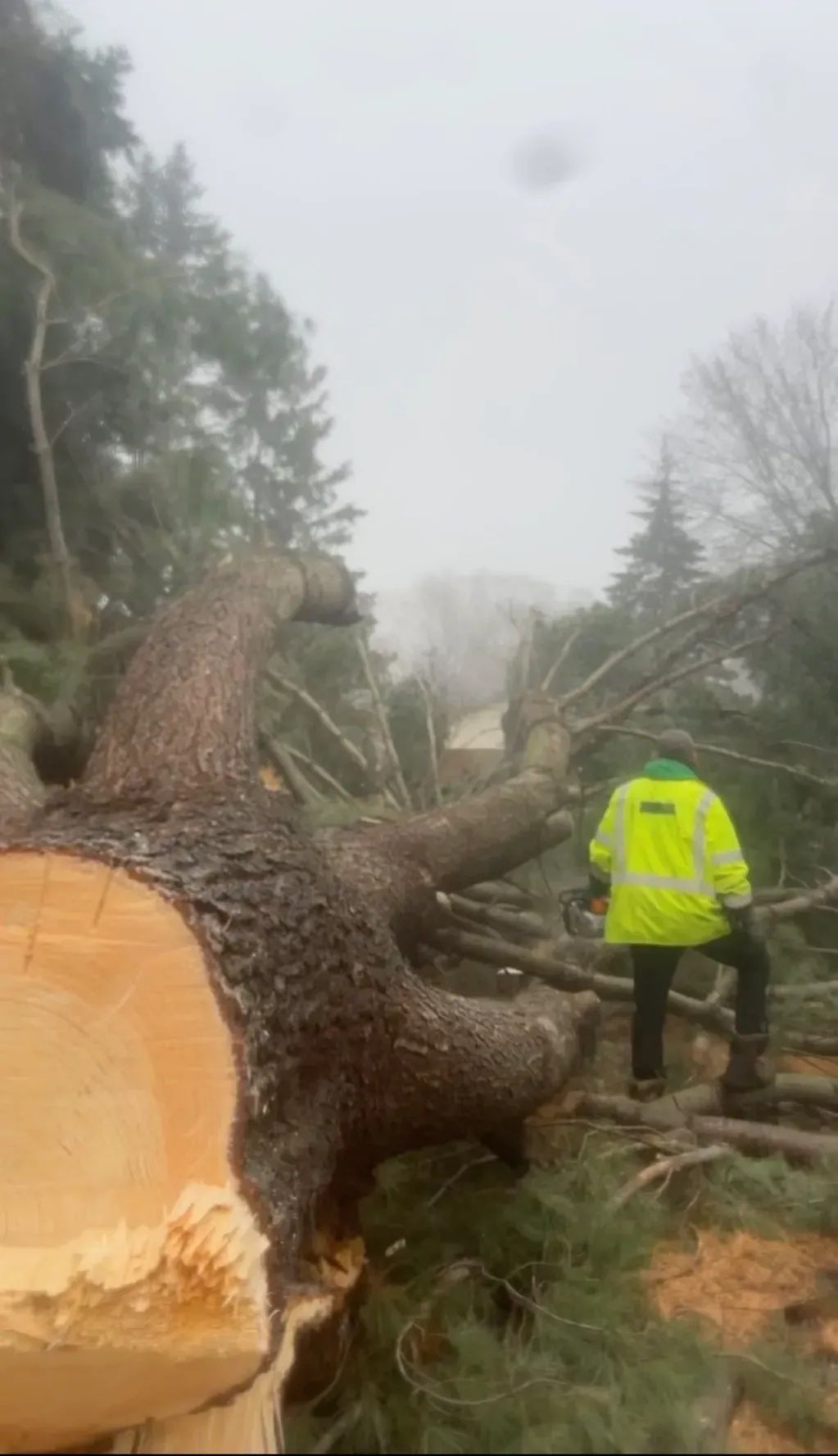 Large fallen tree trunk in a muddy wooded area, with a person in a bright yellow safety jacket nearby.