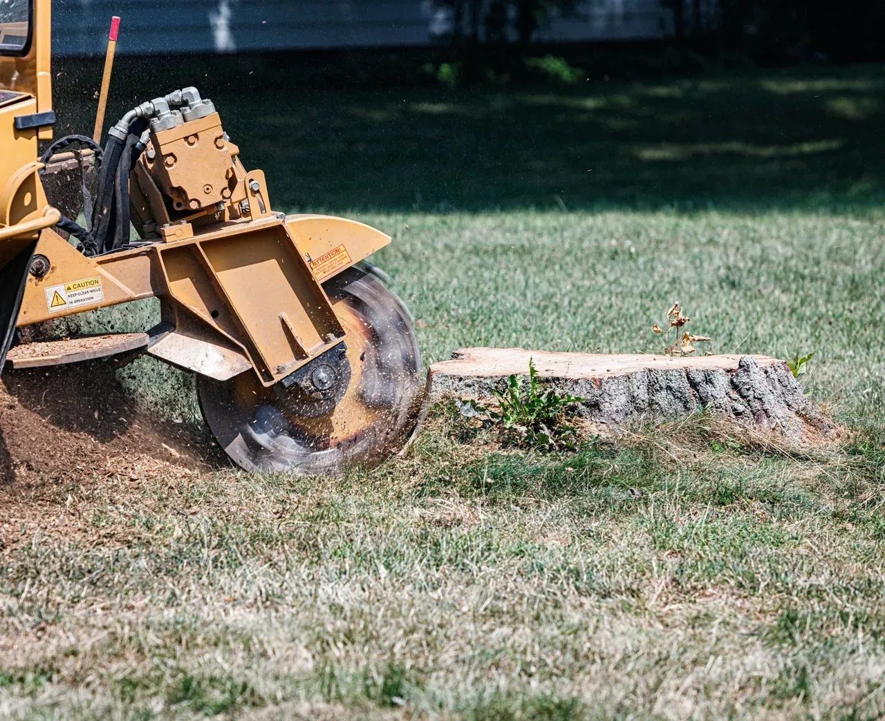 Yellow stump grinder cutting a tree stump on a grassy lawn, with wood chips flying