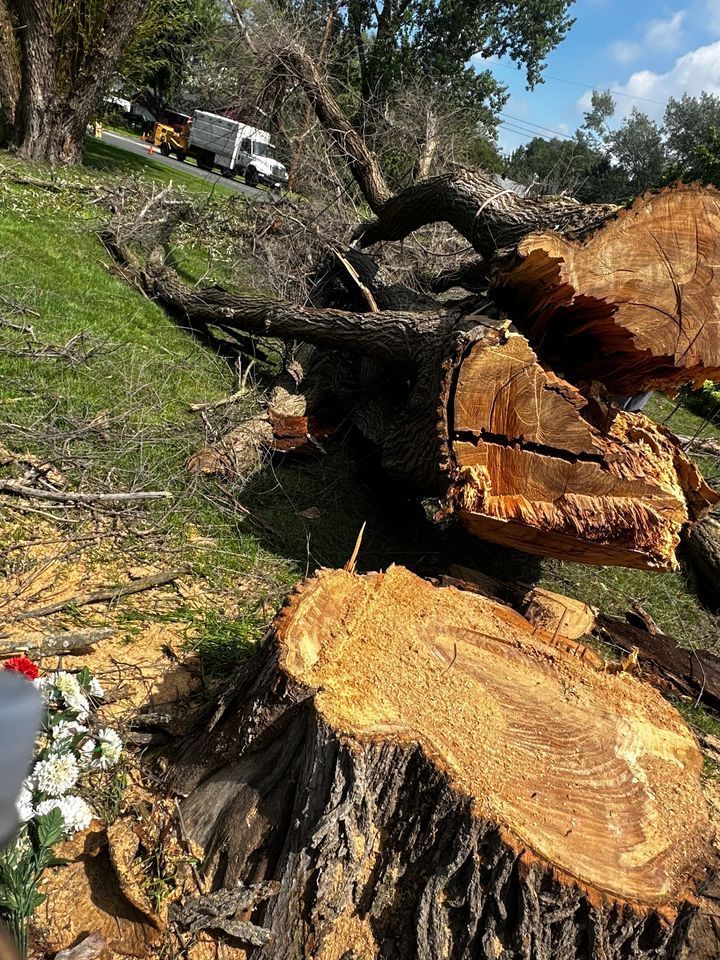 Felled tree trunk and branches with fresh saw cuts lying on grass near a driveway