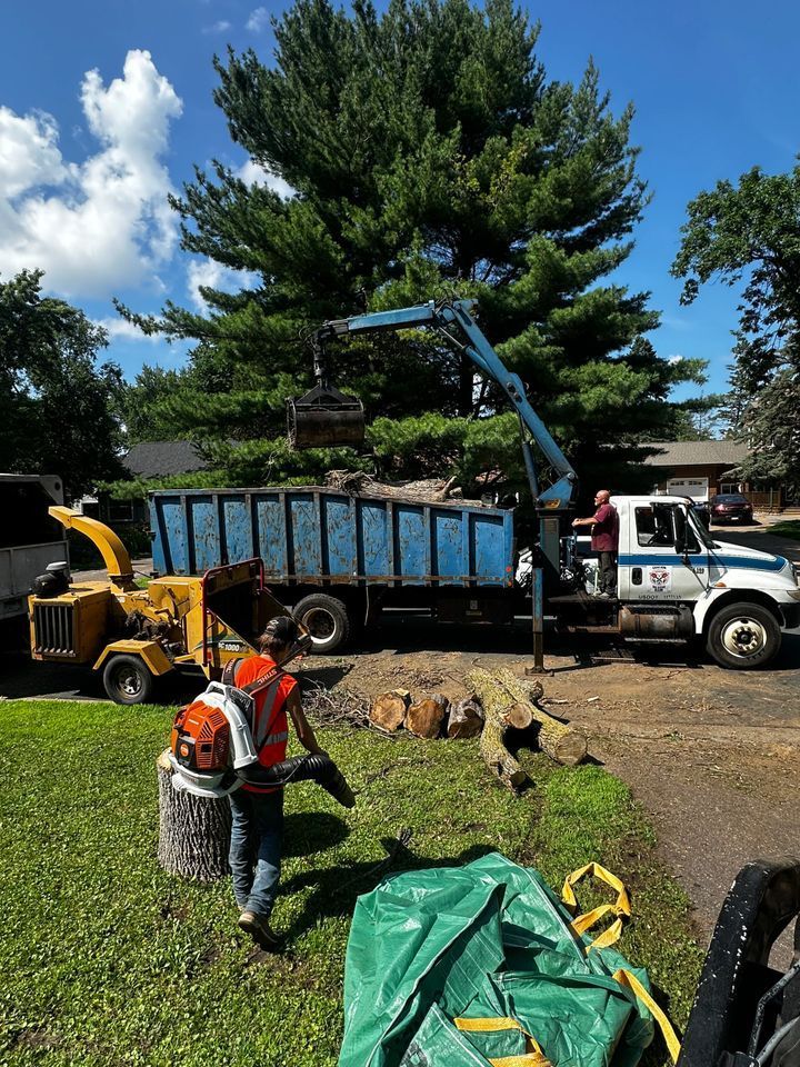 Workers and a truck using a crane to load tree debris in a yard beside a large pine tree
