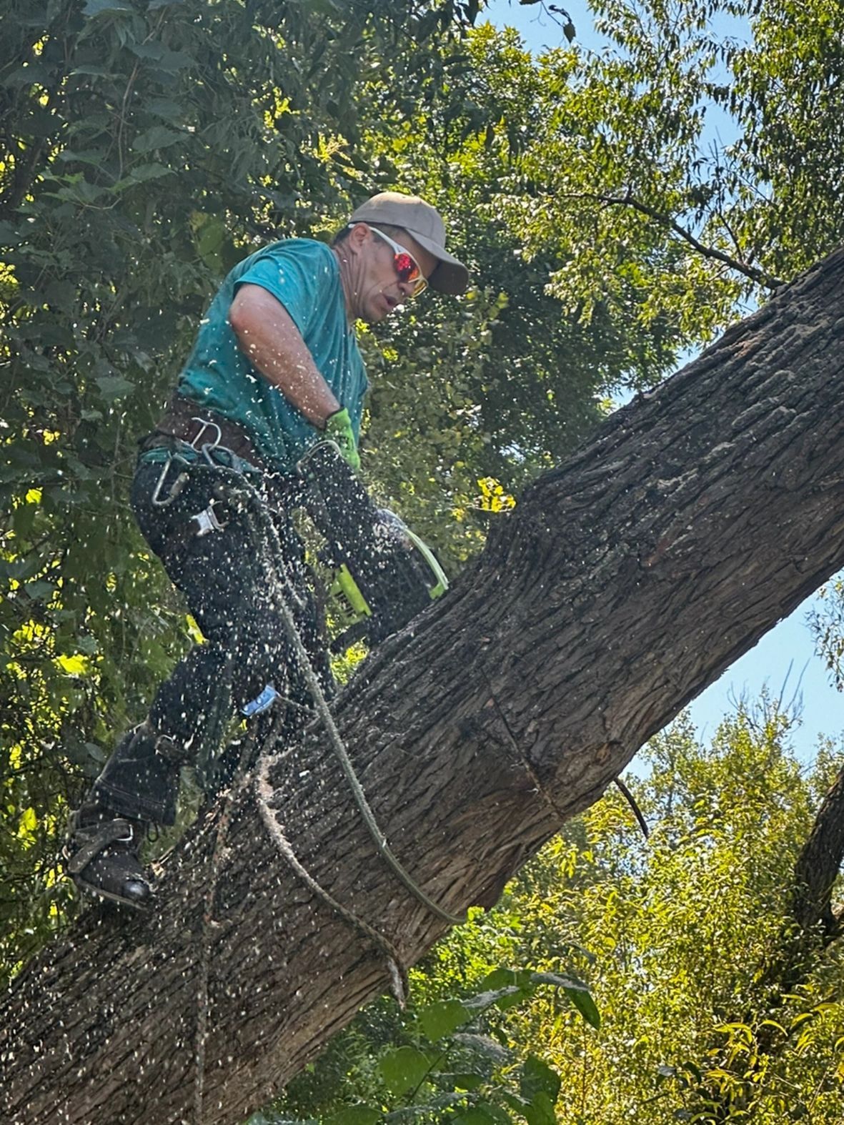 Worker in teal shirt and cap cutting a large tree trunk with a chainsaw outdoors