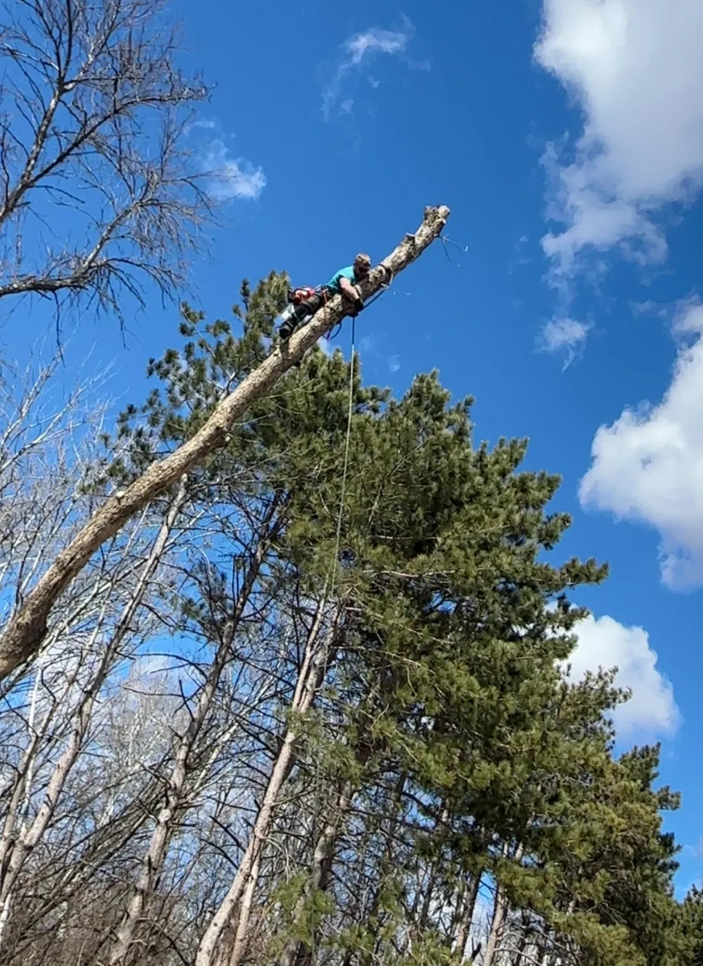Fallen tree trunk leaning over tall pine trees beneath a blue sky with clouds