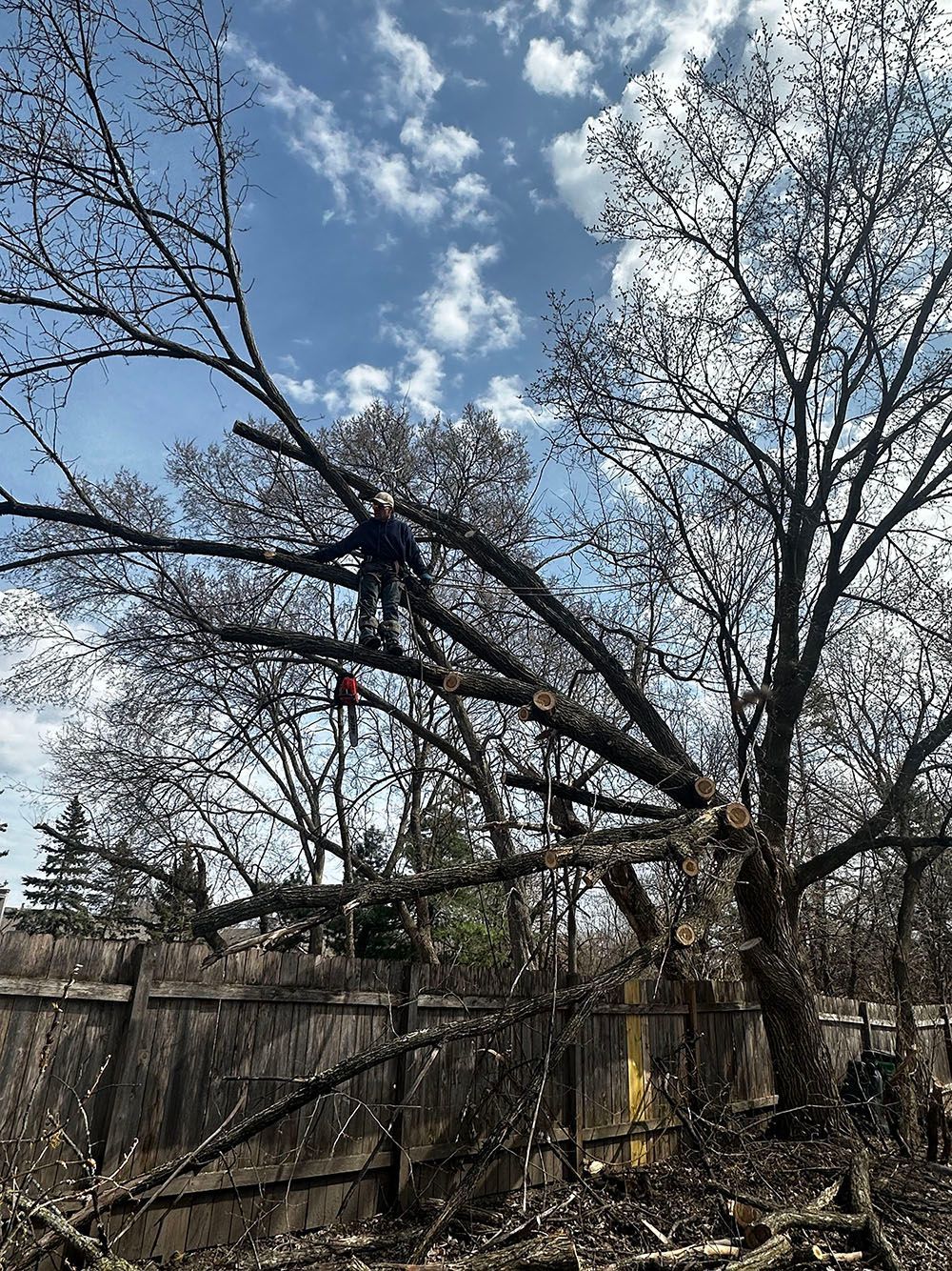 Cameron Tree Service