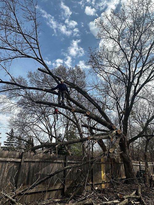 Cameron Tree Service