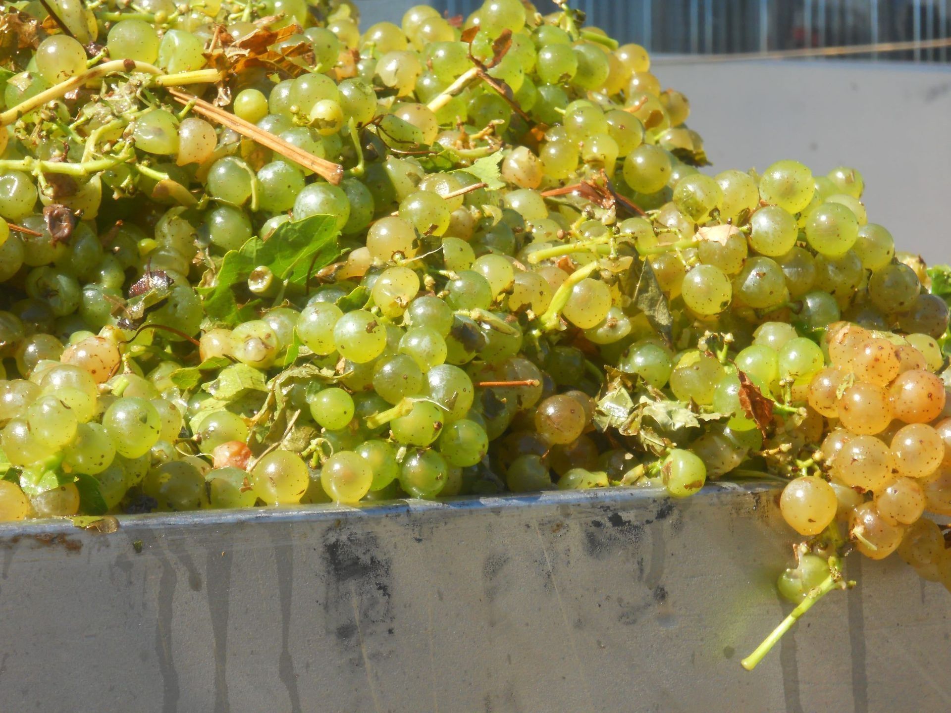 Piles of green and yellow grapes in a bin, with stems and leaves visible