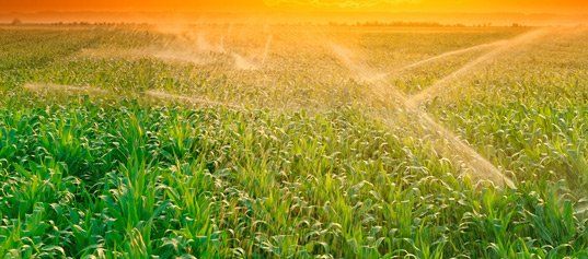 Irrigation on the corn field