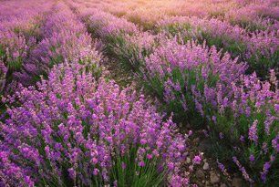 Lavender farm field