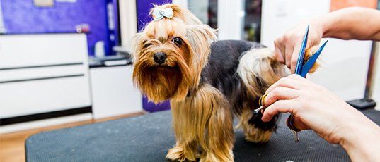 Pet Groomers | Dog Bathing | Georgetown, TX